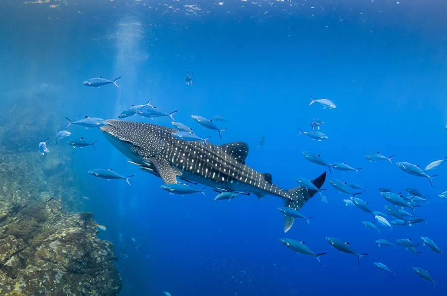 Large Whale Shark swimming in shallow water over a tropical coral reef